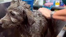 Muddy Stray Puppy Gets His First Warm Bath 🛁🐾