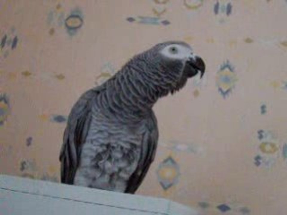 Allo bonjour comment tu t'appel