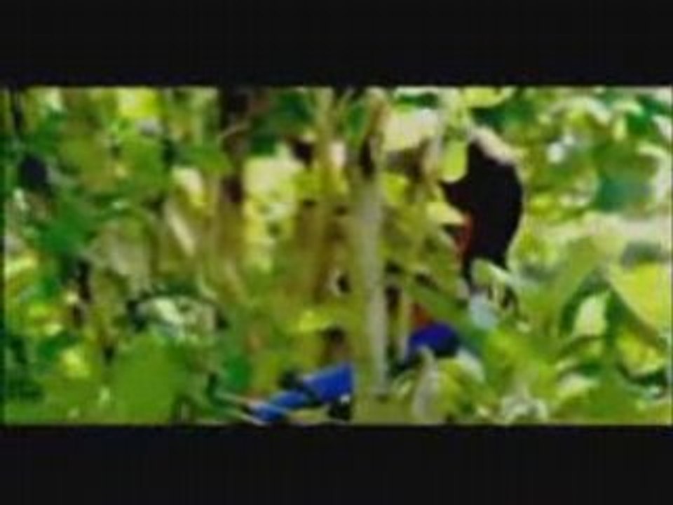 Toto mwandjani ( any lavitra any )