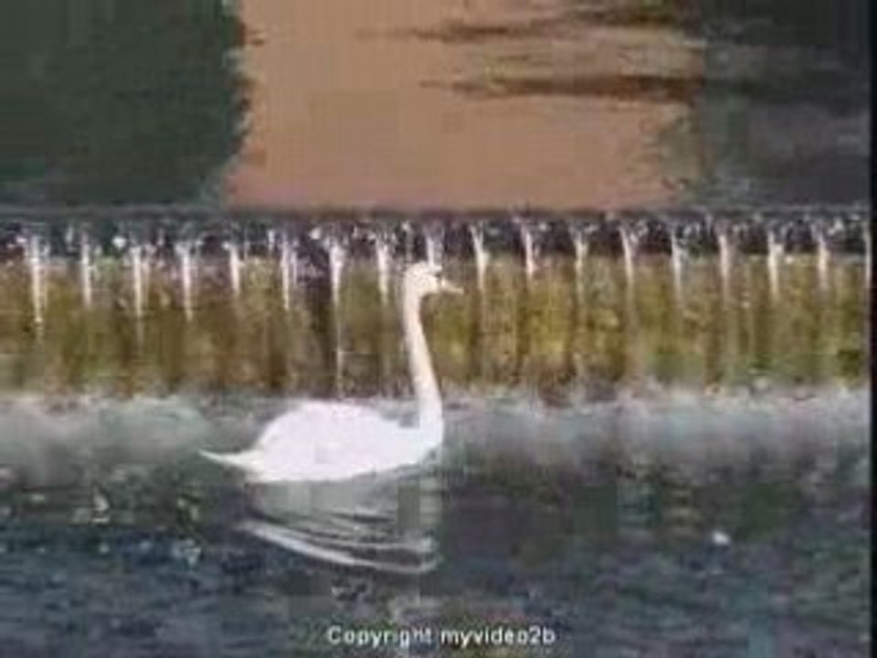 Cigne