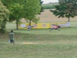 1ère manche Irish wolfhound chtp france pvl 2008 à Roullet