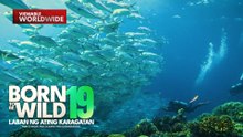 Ang mayamang marine life ng Tubbataha Reefs | Born To Be Wild