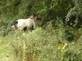 Yndia arrivée au pré