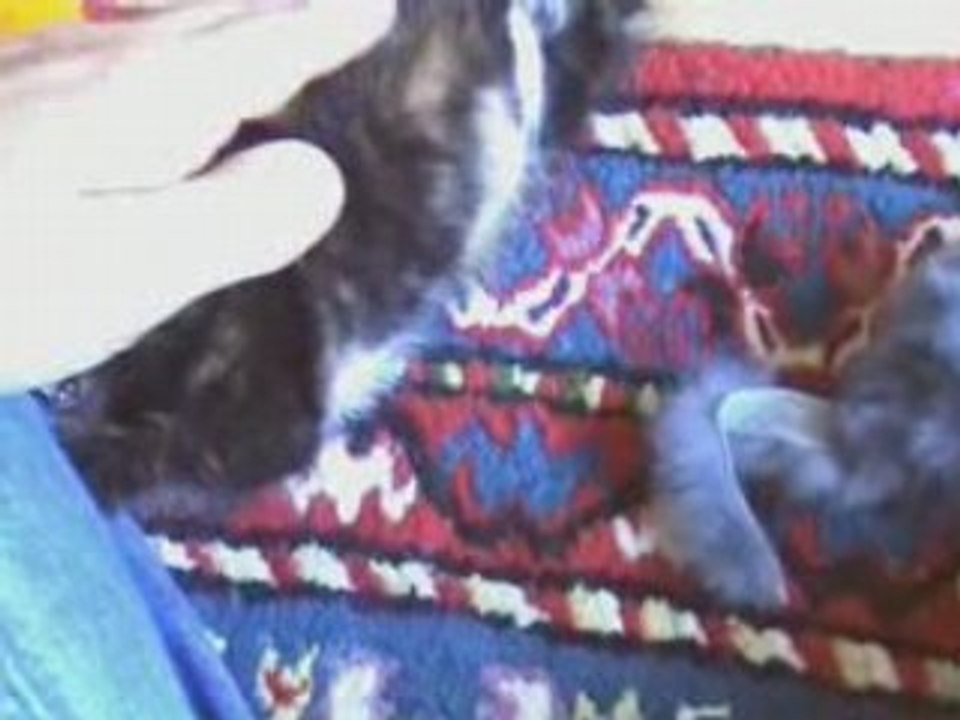 Bienvenue Cleo