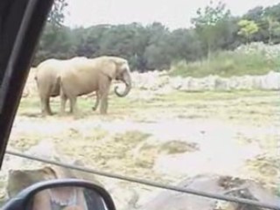 C'est comme dumbo