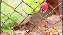 Black Chickpeas for Parrots 🦜🥄  Akhtar Birds Vlogs