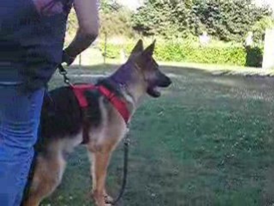 Cheyenne mordant plescop 9 mois