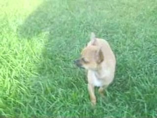 DJ des graines de stars