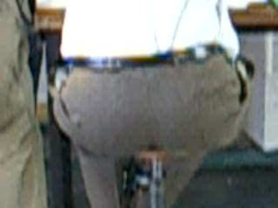 le cul de michel