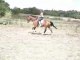 Galop trot assis