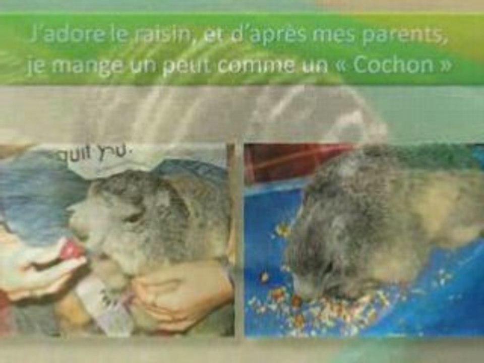 Coucou les Amis - par Bonny - PPS