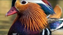 BIRDS ON EARTH