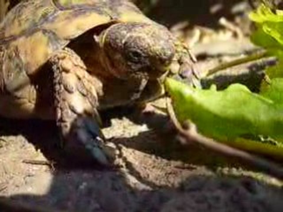 ma tortue qui mange