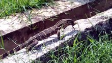 Biawak makan bunglon