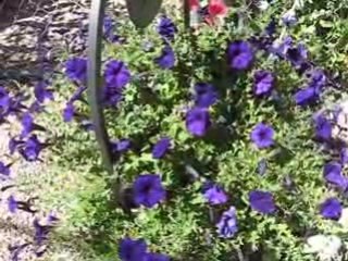 Purple Flowers with the power of Anti Aging GeneWize