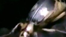 This beetle shoots boiling acid!