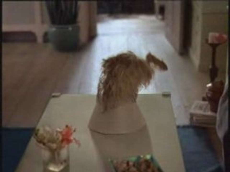 Chio und der Hund
