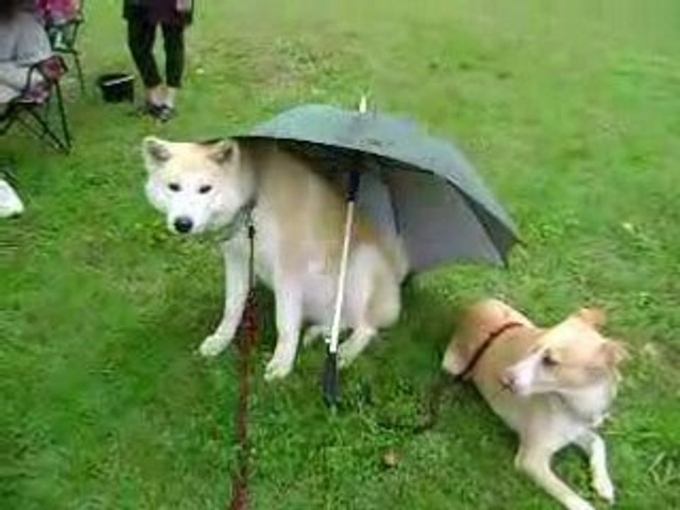la roche de glun:chiens   météo