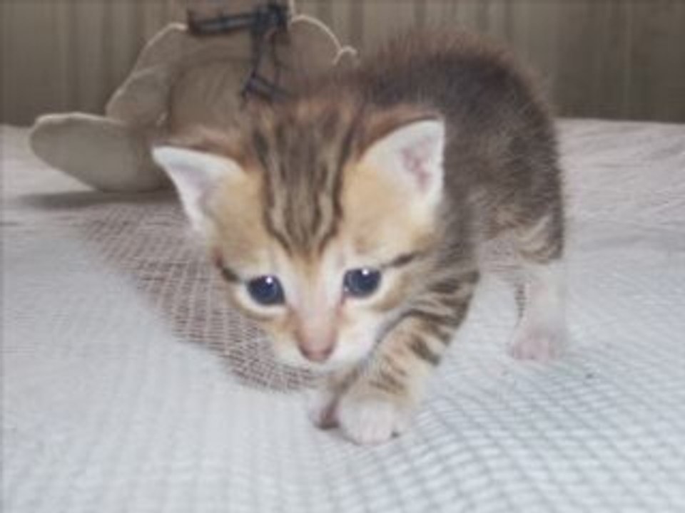 CHATONS DE CABRIOLE