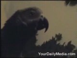 Hilarious Foul Mouthed Parrot