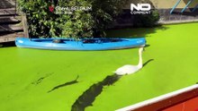 Исторические каналы бельгийского города позеленели после рекордной жары