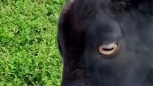 GOAT-Morning humans 🐐☀️ #goat #goatsoftiktok #trend