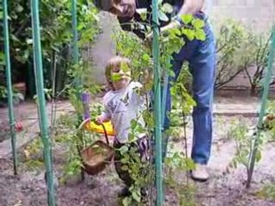 Lucie cueille les tomates
