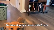 Ranking bests (CatsWithDogs)