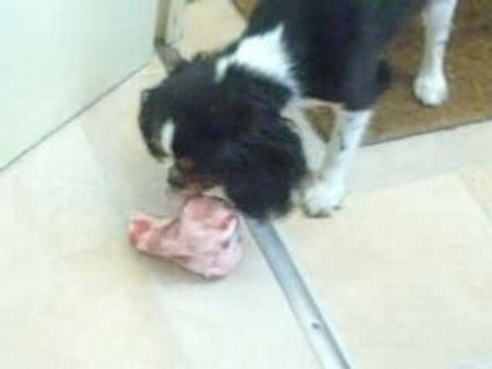 Didi aime les os