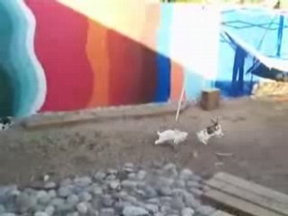 [Baston] Les poulets interviennent