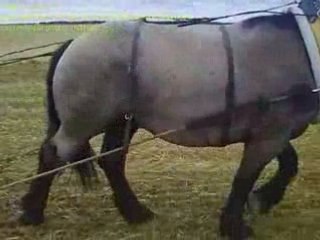 Concours de labour a Montureux partie n°3