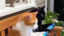 The Mouse Did It… But Blackie Got Blamed 😂🐭 #funnycats #catandmouse #comedy