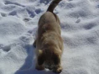 Mon petit chien bébé