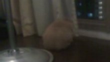 The Crazy Bunny Series 1