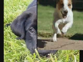 Do it yourself dog training made easy