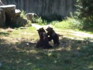 Bagarre ourson et sa maman