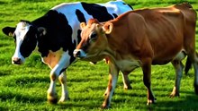 क्या गायों के भी "Best Friends" होते हैं? 🐄❤️ | Amazing Animal Facts