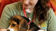 😴 Beagle Puppy Falls Asleep in Rescuer's Arms 🐾