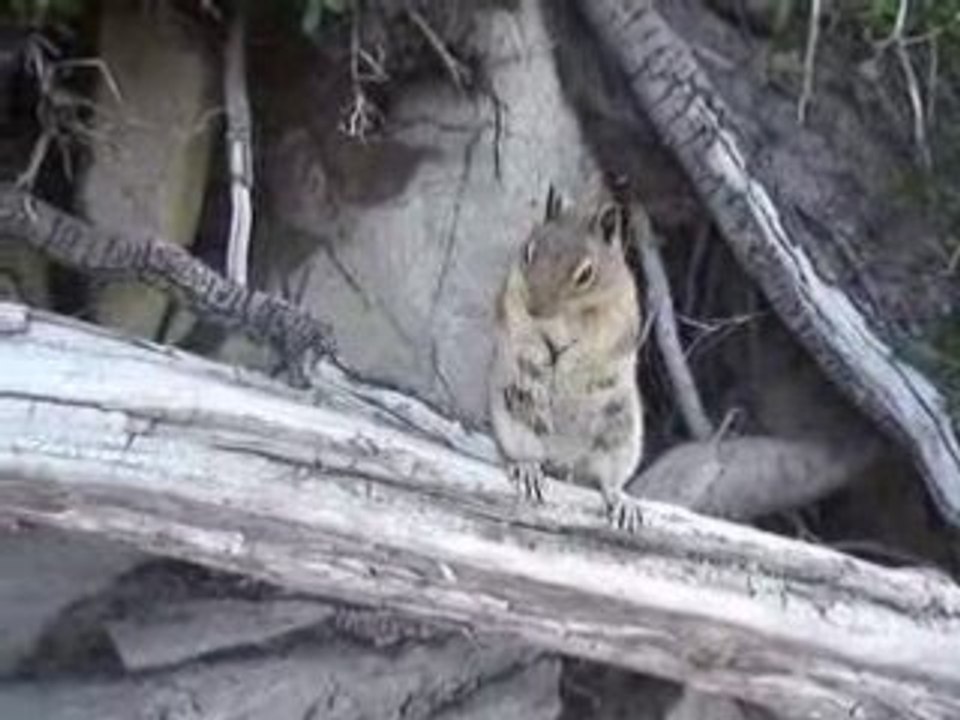 Chipmunk 4
