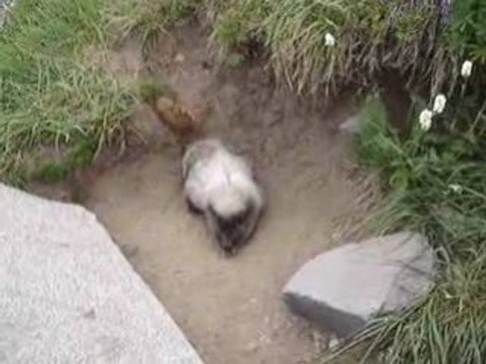 Marmotte