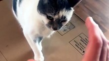 She’s embarrassed #cats #funny #cute