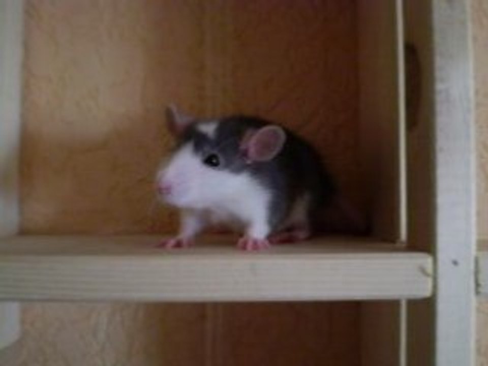 Petite toilette