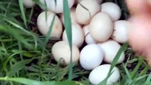 تبارك الله ماشاء الله حصيلة اليوم من مزرعتي الصغير ة دجاجة فيومي 🥚🐔☘️