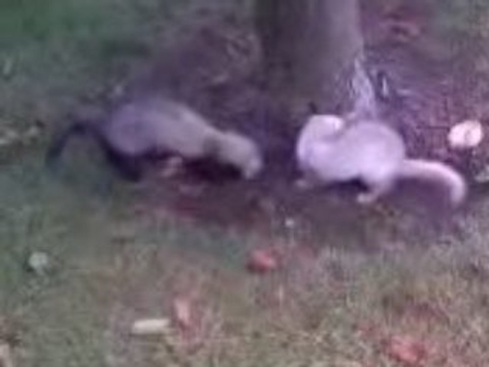 Vidéo016