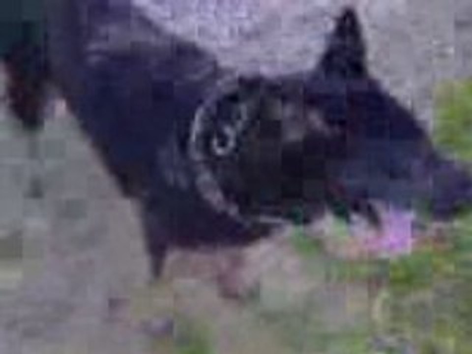 Vidéo005