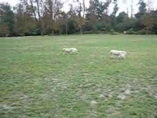 Dali et Chaïlie au bois de vincennes