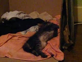 Toilette du petit chat gris