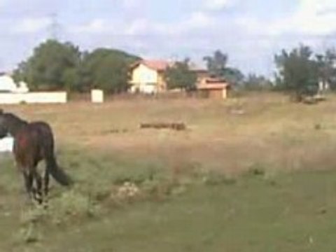 Renoir dans le cross, un peu foufou