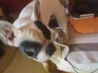 Parents Bouledogue français