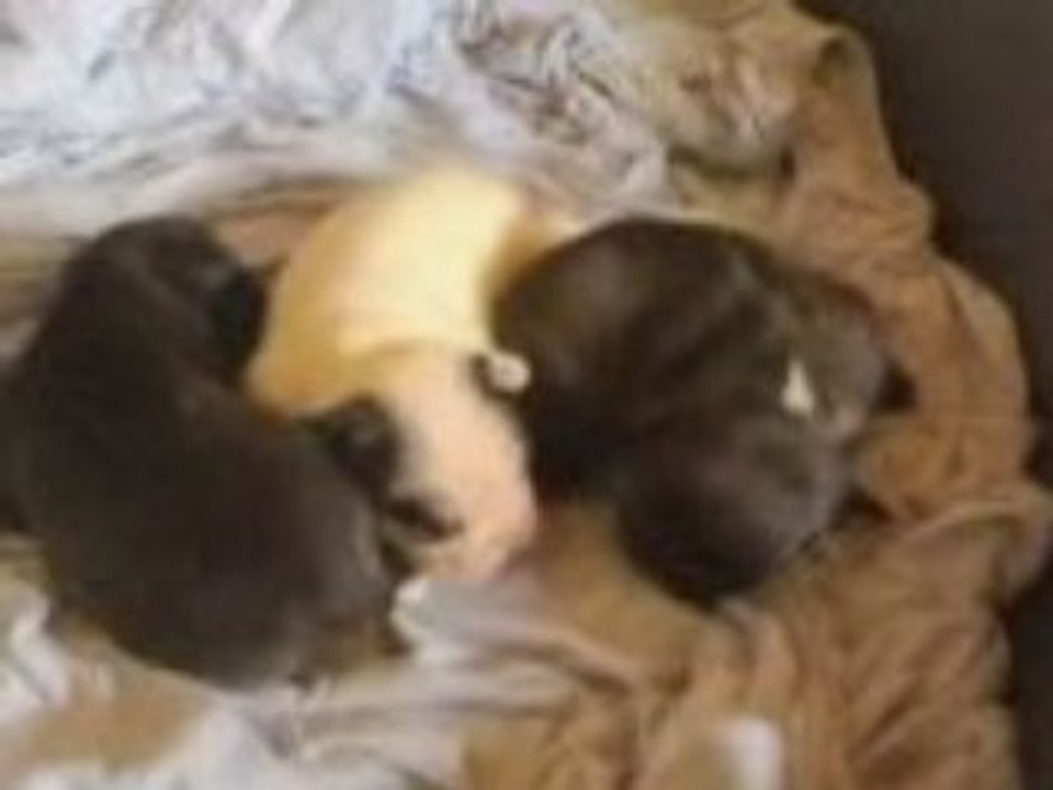 Bébés Bouledogue français